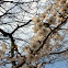 Japanese cherry blossom