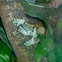 Mission Golden-eyed Treefrog