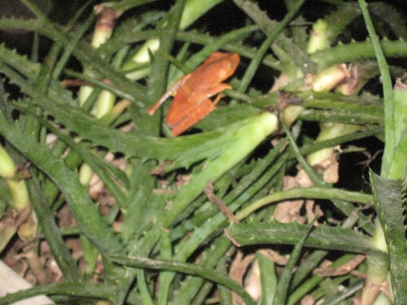 Spotting Image 1