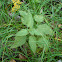 Brennnessel / Stinging nettle