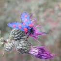 Zygaena