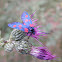 Zygaena
