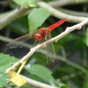 Ruddy Marsh Skimmer Male