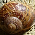 nitrogen15