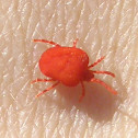 Velvet Mite