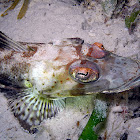 Japanese Flathead