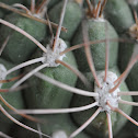 Mammillaria cactus