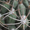 Mammillaria cactus