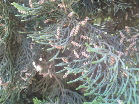 Spotting Image 1