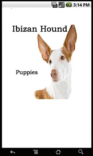 Ibizan Hound Puppies