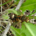 Flies (copulation)