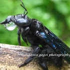 Carpenter Bee