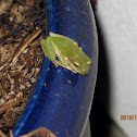 American green tree frog