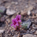 Dwarf Monkeyflower