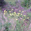 Common Buttercup