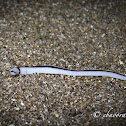 Barred Ribbon Worm