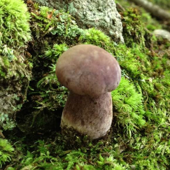 Spotting Image 1