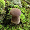 Tylopilus plumbeoviolaceus