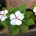 Vinca