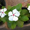Vinca