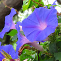 Morning Glory