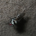 Anthomyia