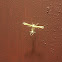 Plume moth