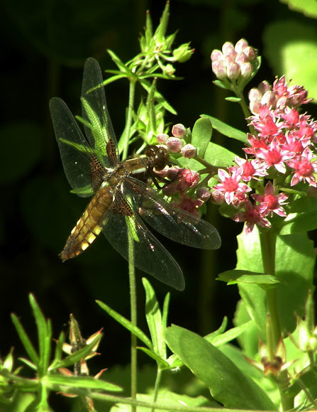 Spotting Image 1