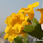 Yellow Trumpetbush