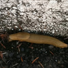 Banana Slug
