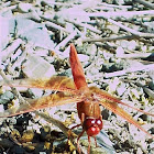 Flame Skimmer