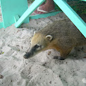 South American Coatí, ring tailed coatí