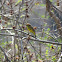 Yellow Palm Warbler