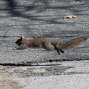 Eastern Gray Squirrel