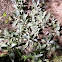 Lambs Ear