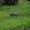 Nine-banded Armadillo