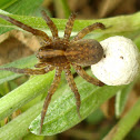 Wolf Spider ♀