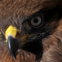 Jackal Buzzard