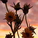 Compass Plant