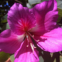 Azalea
