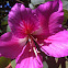 Azalea