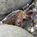 Purple Shore Crab