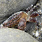 Purple Shore Crab