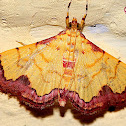 Crambid Moth