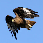 Red-Tailed Hawk