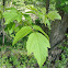 Boxelder