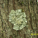 lichen