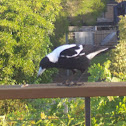 Australian Magpie