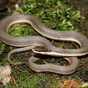 Queen Snake
