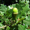 Oak tree
